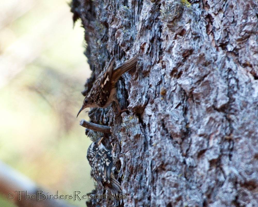 Brown Creeper Adult Feeding Nestling by TheBirdersReport.com is licensed under CC BY-NC-SA 2.0.